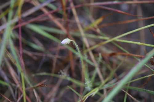 Byblis liniflora Salisb. 2