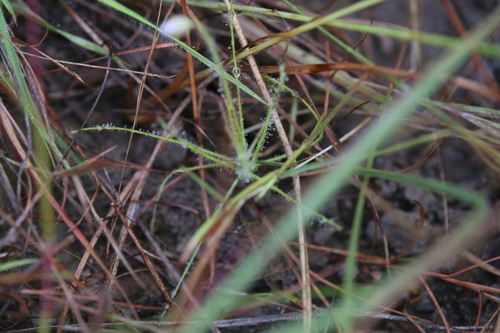 Byblis liniflora Salisb. 3