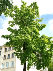 Acer platanoides