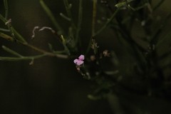 Jacksonia thesioides