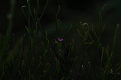 Jacksonia thesioides