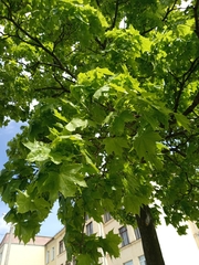 Acer platanoides