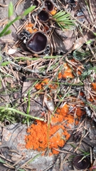 Pseudombrophila guldeniae