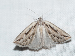 Amelora belemnophora