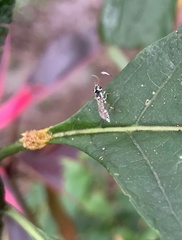 Glabridorsum stokesii