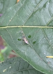 Glabridorsum stokesii