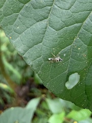 Glabridorsum stokesii