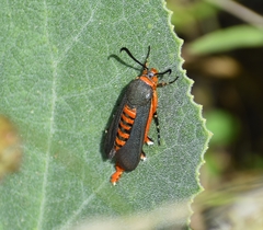 Eichlinia grande