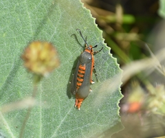 Eichlinia grande