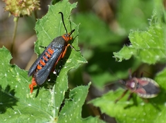 Eichlinia grande