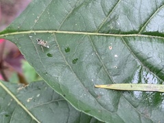 Glabridorsum stokesii