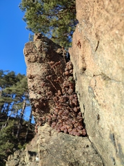 Sempervivum pittonii