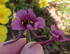 Diascia tanyceras