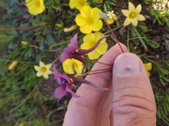 Diascia tanyceras