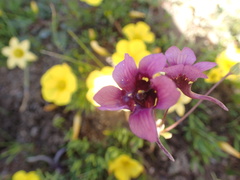 Diascia tanyceras