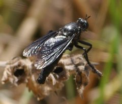 Dasypogon