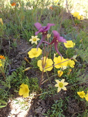 Diascia tanyceras