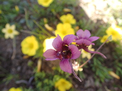 Diascia tanyceras