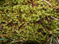 Breutelia chrysocoma