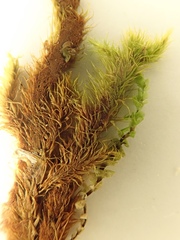 Breutelia chrysocoma