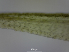 Breutelia chrysocoma