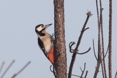 Dendrocopos major hispanus