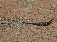 Lophognathus gilberti