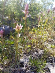 Castilleja raupii