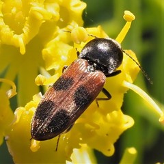 Cardiophorus bipunctatus