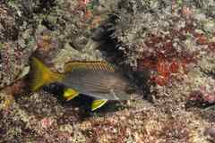 Parapristipoma humile