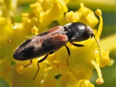 Cardiophorus bipunctatus