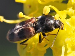 Cardiophorus bipunctatus