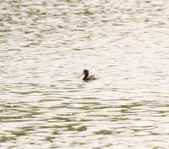 Tachybaptus ruficollis