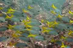 Parapristipoma humile