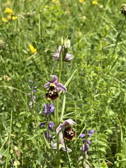 Ophrys fuciflora