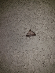 Tetanolita palligera