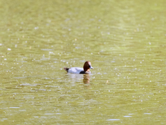 Aythya ferina