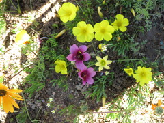 Diascia tanyceras