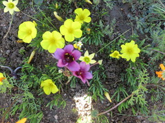 Diascia tanyceras
