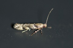 Coleotechnites coniferella