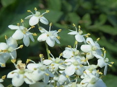 Sambucus nigra nigra