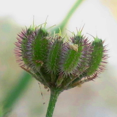 Torilis arvensis neglecta