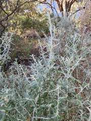 Olearia axillaris