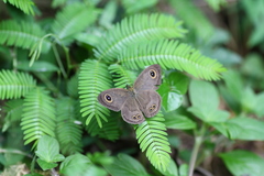 Ypthima