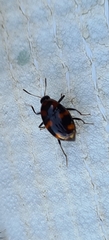 Scaphidium