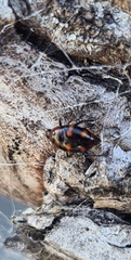 Scaphidium