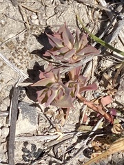 Euphorbia falcata