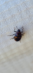 Scaphidium
