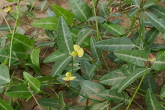 Vigna lanceolata