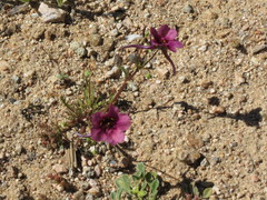 Diascia tanyceras